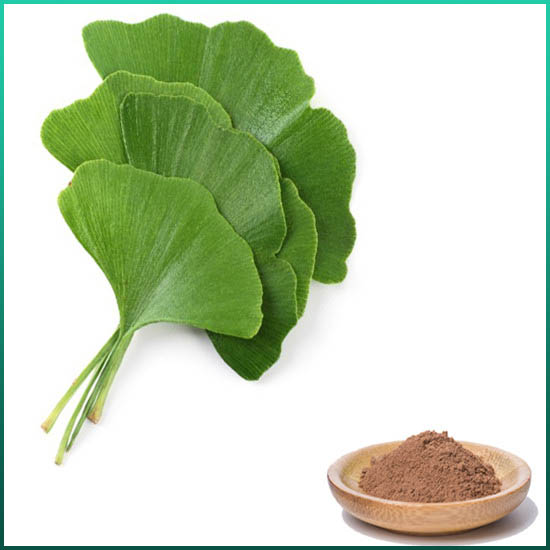 Ginkgo Biloba Extract